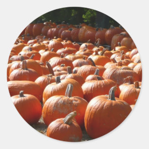 Sticker Rond Citrouille Patch Automne Harvest Photographie