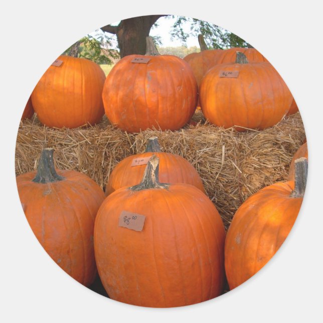 Sticker Rond Citrouilles d'Halloween (Devant)