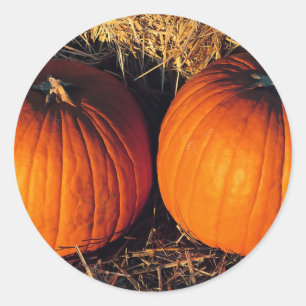 Sticker Rond Citrouilles Vintage Jumelles