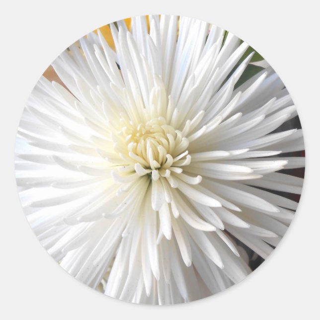 Sticker Rond Claricia (Devant)