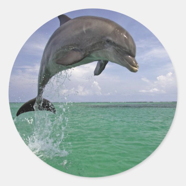 Sticker rond classique, Dauphin brillant dans la n (Devant)