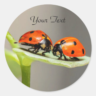 Sticker rond classique de Ladybugs Beetles