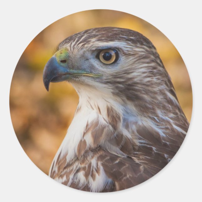 Sticker rond classique, profil Hawk brillant (Devant)