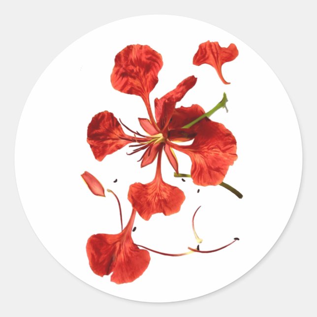 Sticker rond classique Royal Poinciana (Devant)