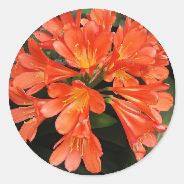 Sticker Rond Clivia Miniata - La Belle Fleur Orange (Devant)