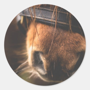 Sticker Rond Closeudo d'un mignon cheval Brown nez