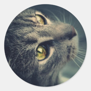 Sticker Rond Closeudo yeux chat pour photo portrait