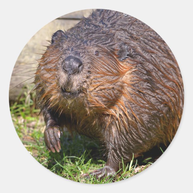 Sticker Rond Closeup Castor nord-américain (Devant)