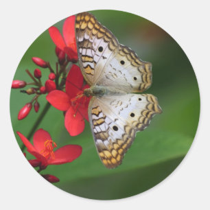 Sticker Rond Closeup de papillon blanc