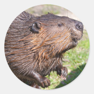 Sticker Rond Closeup North American Beaver (Castor canadensis)
