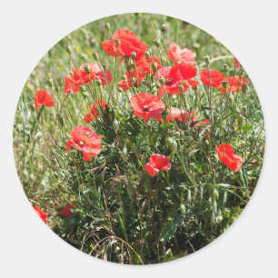 Sticker Rond Closeup of poppies