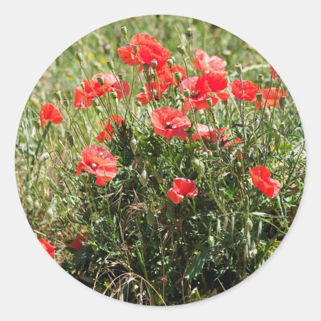 Sticker Rond Closeup of poppies (Devant)
