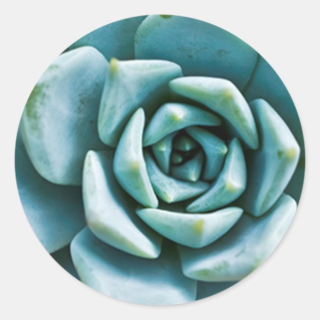 Sticker Rond Closeup Succulent (Devant)