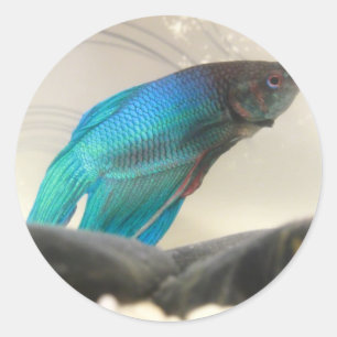 Sticker Rond Closeuse de poisson de Betta exotique