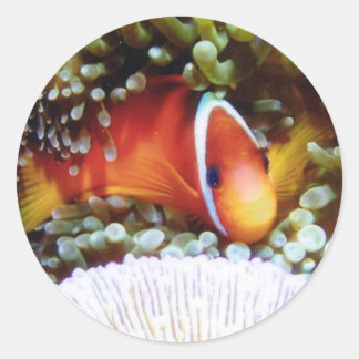 Sticker Rond Clown de tomate de Fidji