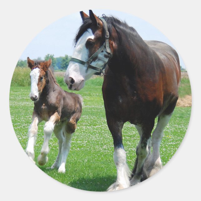 Sticker Rond Clydesdale et Filly (Devant)