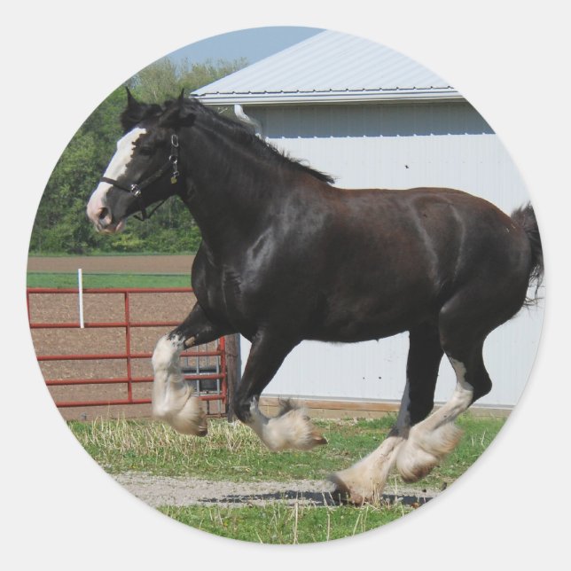 Sticker Rond Clydesdale noire (Devant)