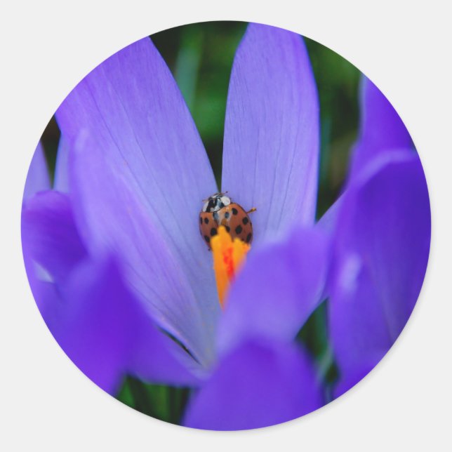 Sticker Rond Coccinelle autocollante (Devant)