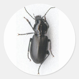 Sticker Rond Coccinelle noire