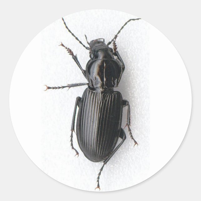 Sticker Rond Coccinelle noire (Devant)