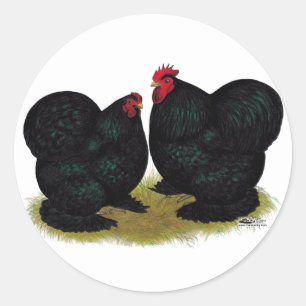 Sticker Rond Cochins Black Bantam Paire