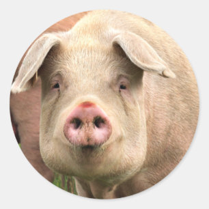 Sticker Rond Cochon