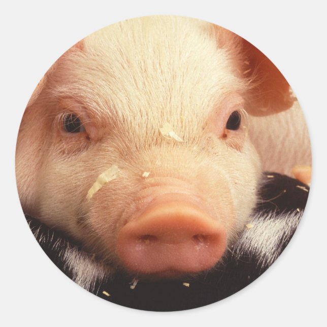 Sticker Rond Cochon de porc adorable face Snout (Devant)