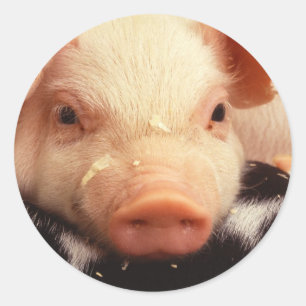 Sticker Rond Cochon de porc adorable face Snout