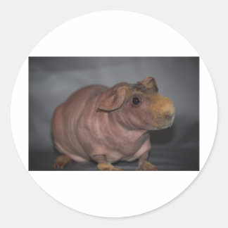 Sticker Rond Cochon maigre