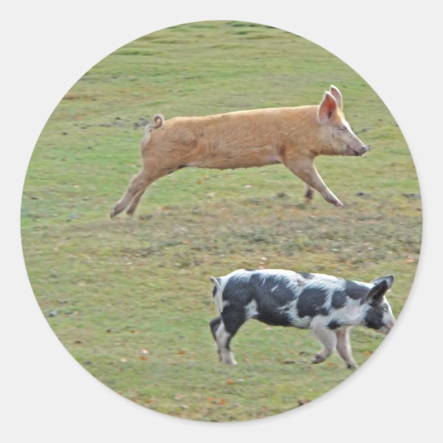Sticker Rond Cochons volants (Devant)