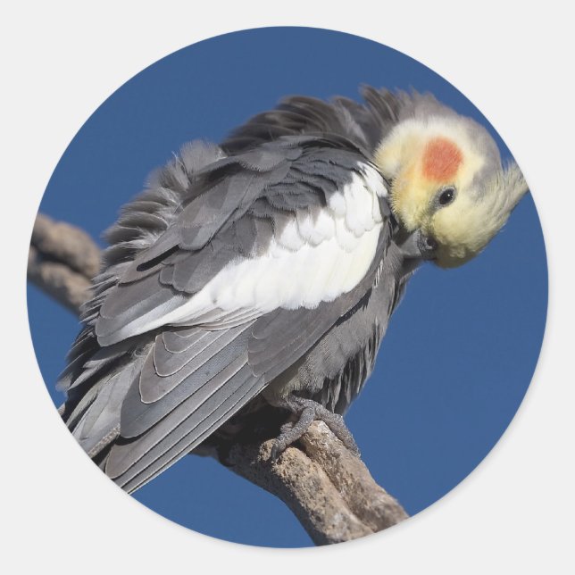 Sticker Rond Cockatiel (Devant)