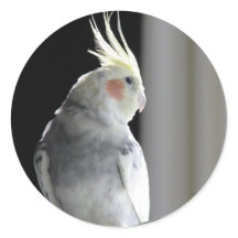 Cockatiel pie
