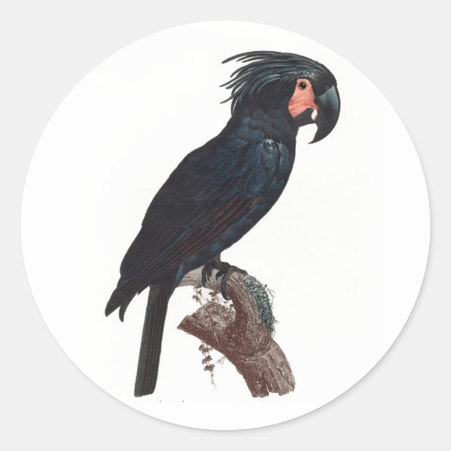 Sticker Rond Cockatoo de palme, perroquet de probosciger (Devant)