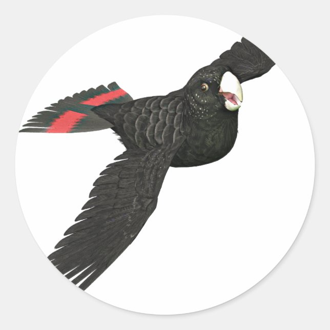 Sticker Rond Cockatoo noir à queue rouge (Devant)