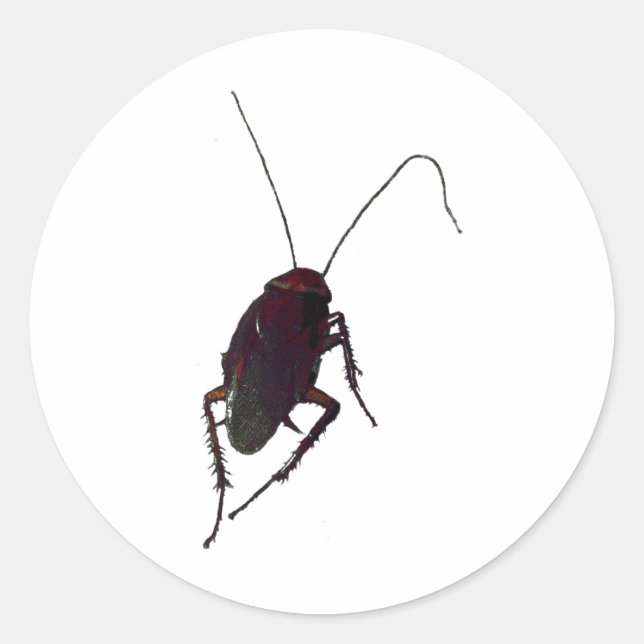 Sticker Rond Cockroach croquant (Devant)