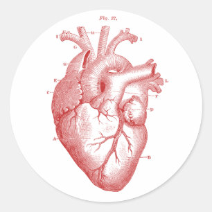 Sticker Rond Coeur anatomique