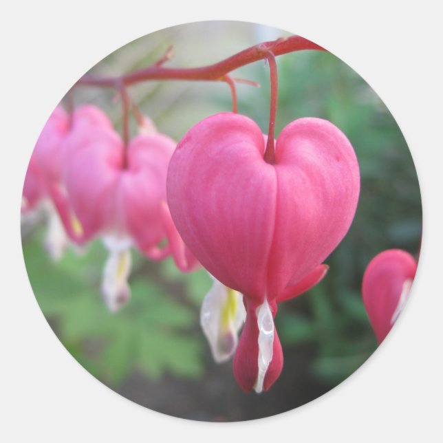 Sticker Rond Coeur saignant (Dicentra) (Devant)