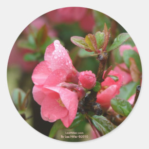 Sticker Rond Cognassier à fleurs roses de printemps