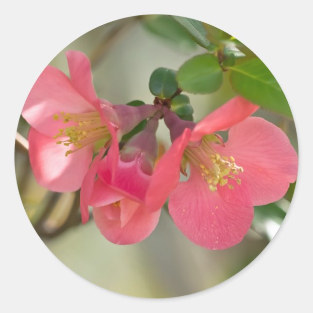 Sticker Rond Cognassier à Fleurs Roses Glow (Devant)