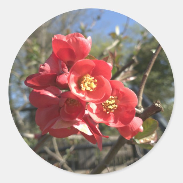 Sticker Rond Cognassier du Japon dans le Parc (Devant)
