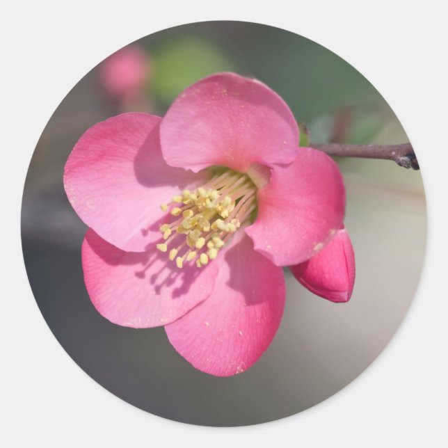 Sticker Rond Coingot de Fleur de Poirier Parfait Rose (Devant)