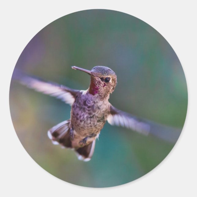 Sticker Rond Colibri (Devant)