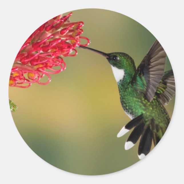 Sticker Rond colibri 1.jpg (Devant)