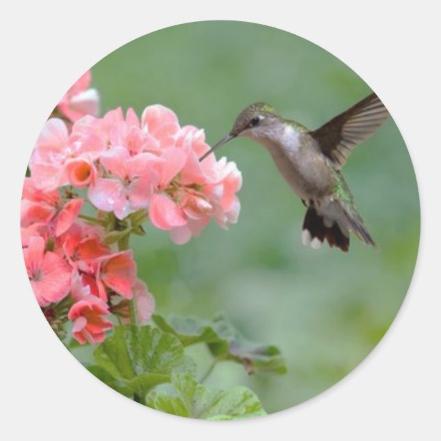 Sticker Rond colibri 2.jpg (Devant)