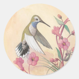 Sticker Rond Colibri à gorge bleue