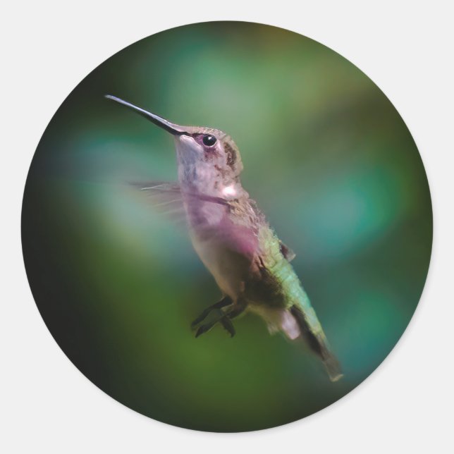 Sticker Rond Colibri à gorge rubis - Photo originale (Devant)