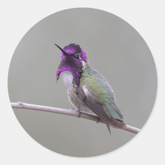 Sticker Rond Colibri de Costa (Devant)