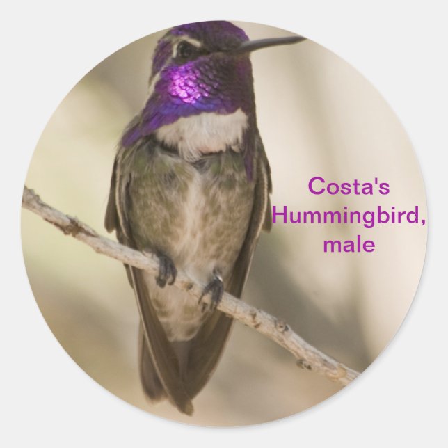 Sticker Rond Colibri de Costa (Devant)