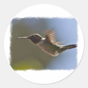 Sticker Rond Colibri en vol