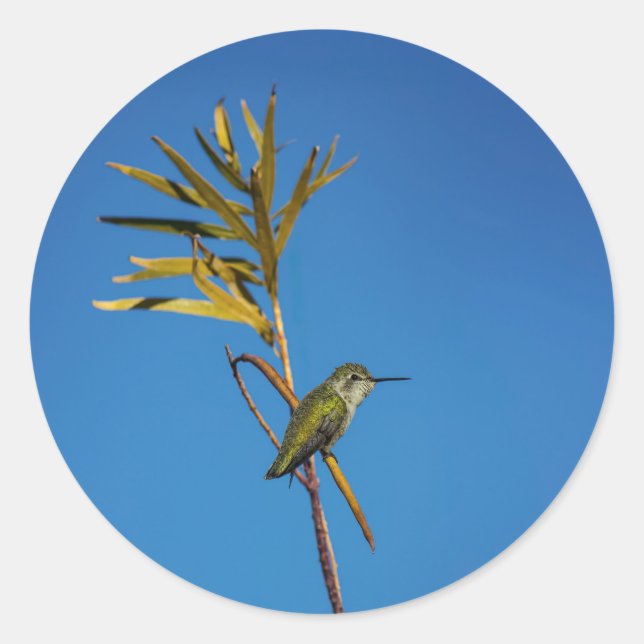 Sticker Rond Colibri femelle  (Devant)
